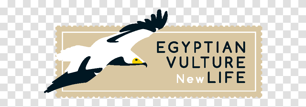 Nest Of The Endangered Egyptian Vulture Egyptian Vulture New Life, Vehicle, Transportation, Bird, Animal Transparent Png