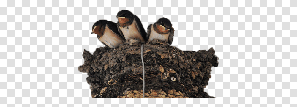 Nest Photo Image Swallow, Bird, Animal, Penguin Transparent Png