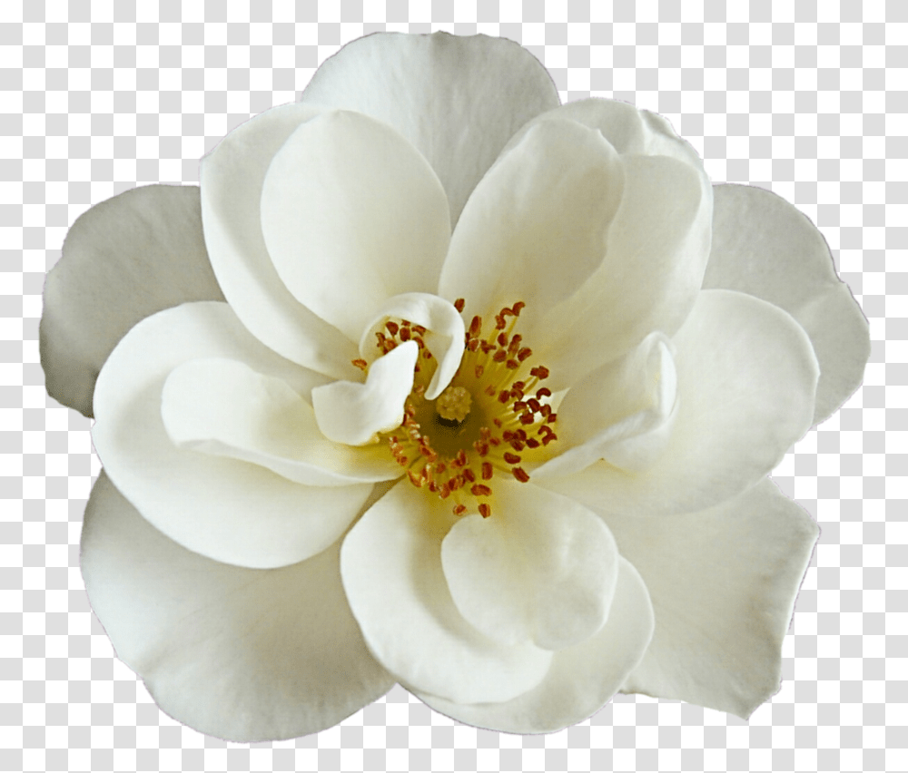 Net Beautiful White Cherry Blossom Flower, Rose, Plant, Pollen, Petal Transparent Png