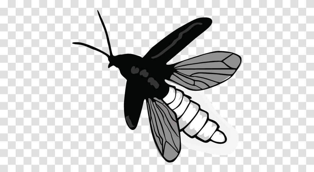 Net Winged Insects, Animal, Invertebrate, Flying, Bird Transparent Png