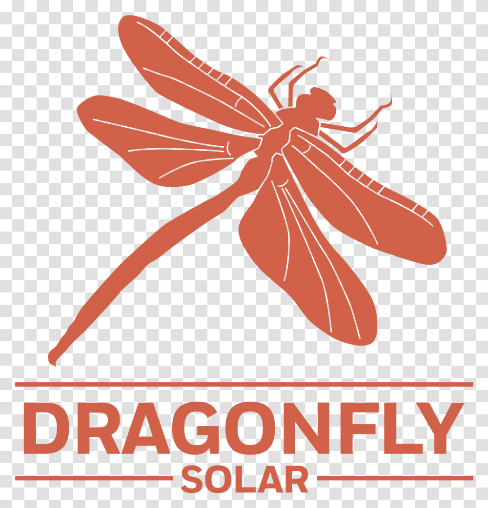 Net Winged Insects, Animal, Plant, Invertebrate, Dragonfly Transparent Png