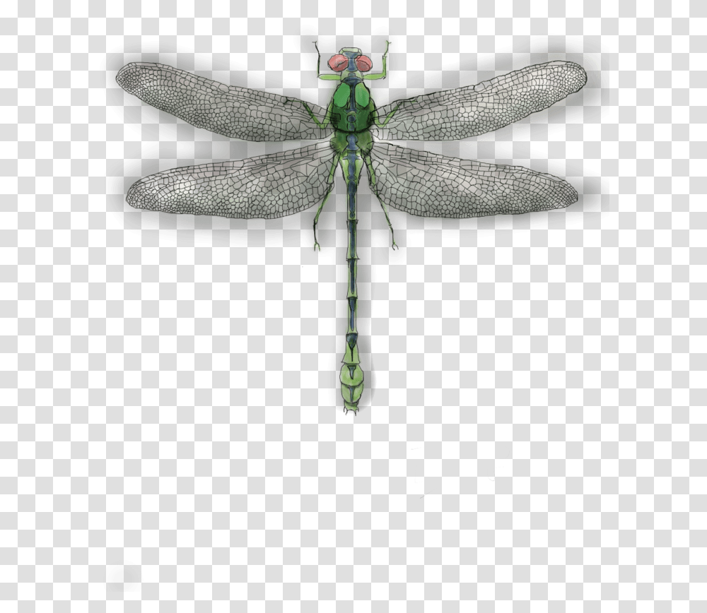 Net Winged Insects, Dragonfly, Invertebrate, Animal, Anisoptera Transparent Png