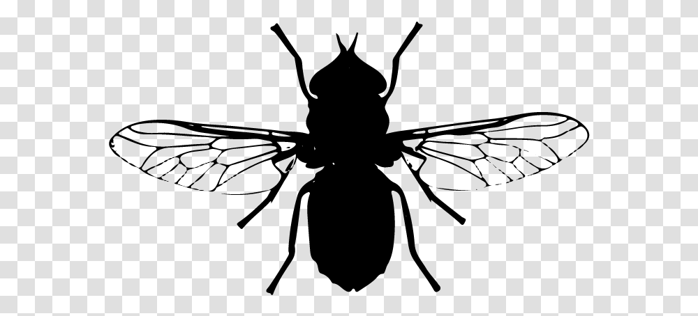 Net Winged Insects, Gray, World Of Warcraft Transparent Png
