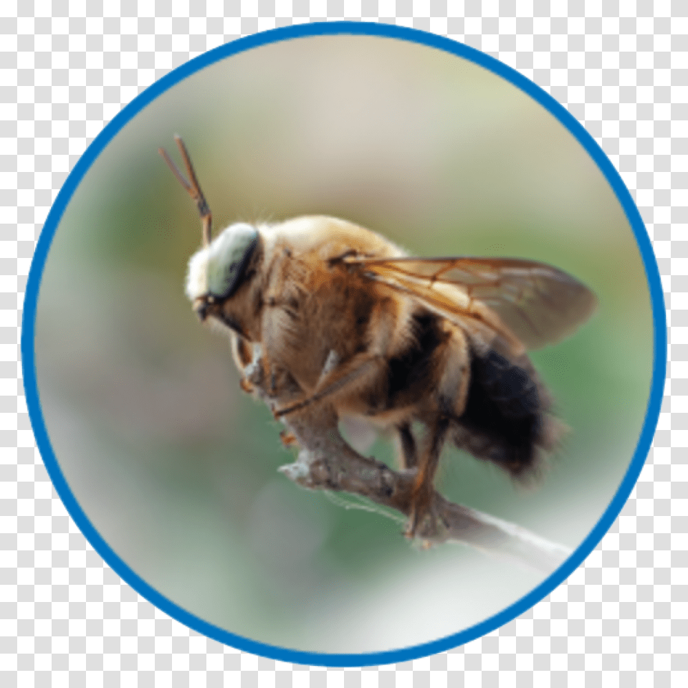 Net Winged Insects, Honey Bee, Invertebrate, Animal, Apidae Transparent Png