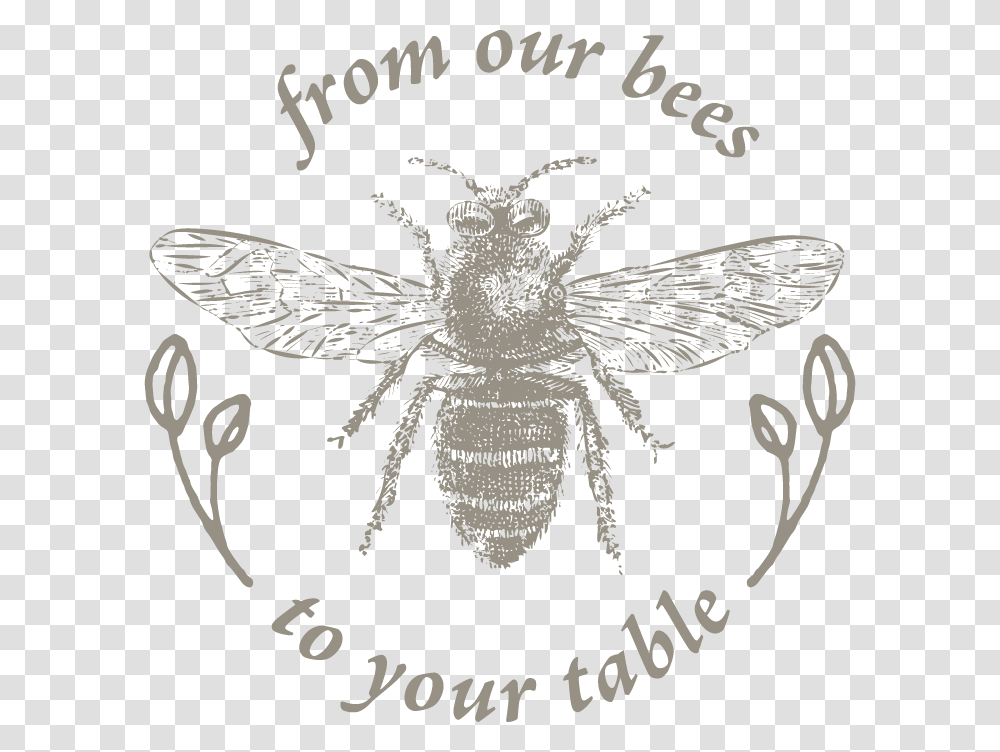 Net Winged Insects, Honey Bee, Invertebrate, Animal, Wasp Transparent Png