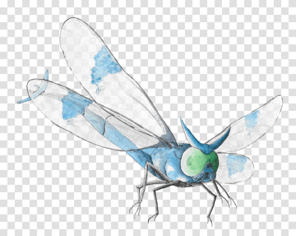 Net Winged Insects, Invertebrate, Animal, Bird, Dragonfly Transparent Png