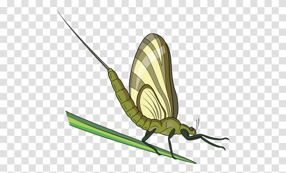Net Winged Insects, Invertebrate, Animal, Butterfly, Moth Transparent Png