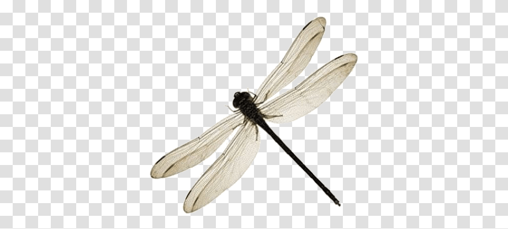 Net Winged Insects, Invertebrate, Animal, Dragonfly, Anisoptera Transparent Png