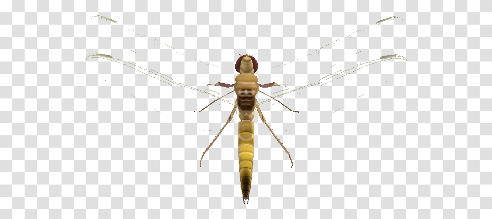 Net Winged Insects, Invertebrate, Animal, Mosquito, Spider Transparent Png