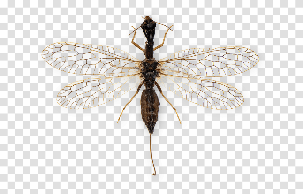 Net Winged Insects, Invertebrate, Animal, Spider, Arachnid Transparent Png