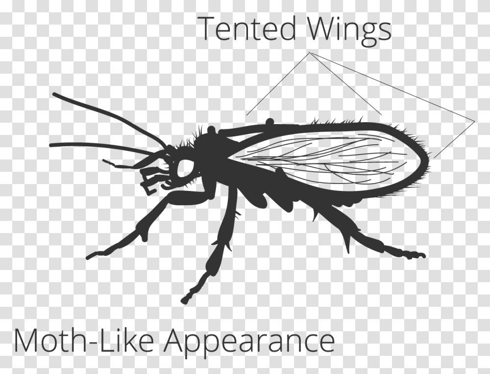 Net Winged Insects, Invertebrate, Animal, Wasp, Bee Transparent Png