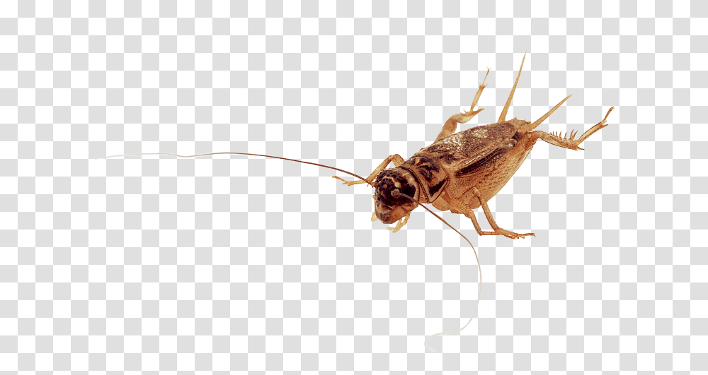 Net Winged Insects Macro Photography, Cricket Insect, Invertebrate, Animal, Grasshopper Transparent Png