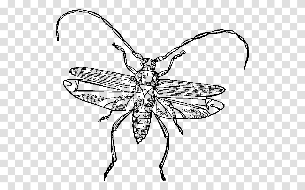 Net Winged Insects, Nature, Outdoors, Night, Outer Space Transparent Png