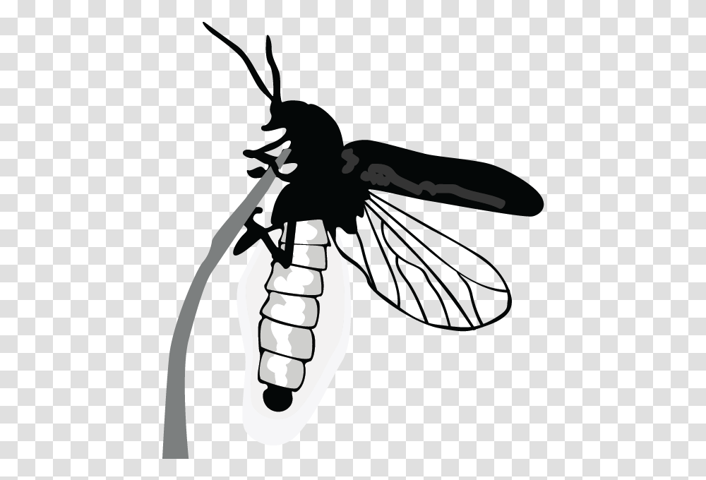 Net Winged Insects, Wasp, Bee, Invertebrate, Animal Transparent Png