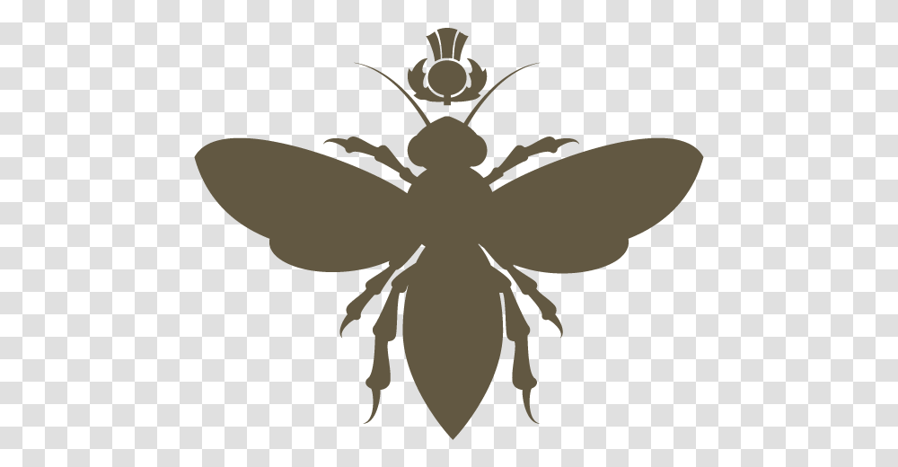 Net Winged Insects, Wasp, Bee, Invertebrate, Animal Transparent Png