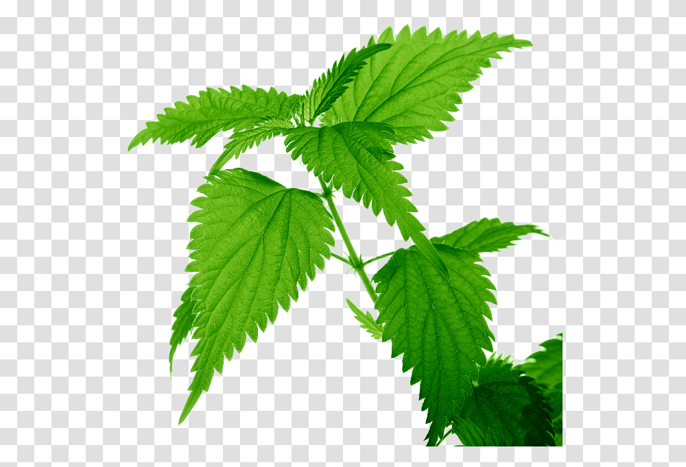 Nettle Hojas De Plantas Medicinales, Leaf, Green, Tree, Vase Transparent Png