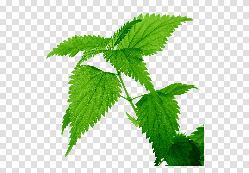 Nettle, Nature, Leaf, Plant, Green Transparent Png