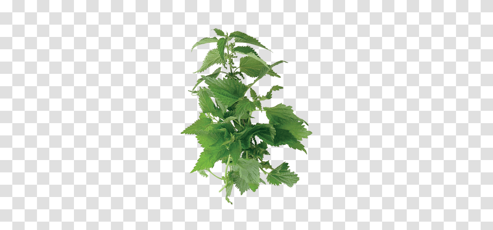 Nettle, Nature, Leaf, Plant, Green Transparent Png