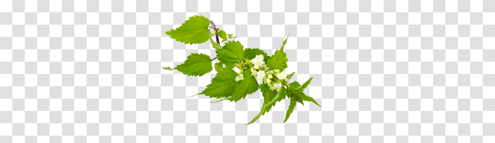 Nettle, Nature, Leaf, Plant, Green Transparent Png