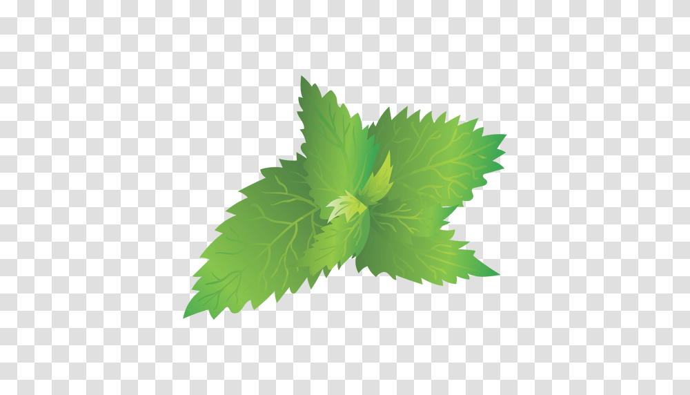 Nettle, Nature, Leaf, Plant, Green Transparent Png