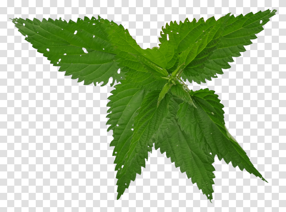 Nettle, Nature, Leaf, Plant, Potted Plant Transparent Png