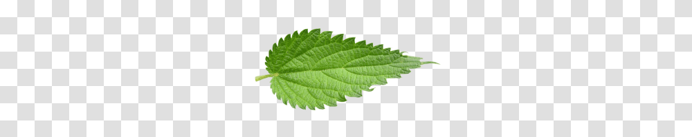 Nettle, Nature, Leaf, Plant, Potted Plant Transparent Png