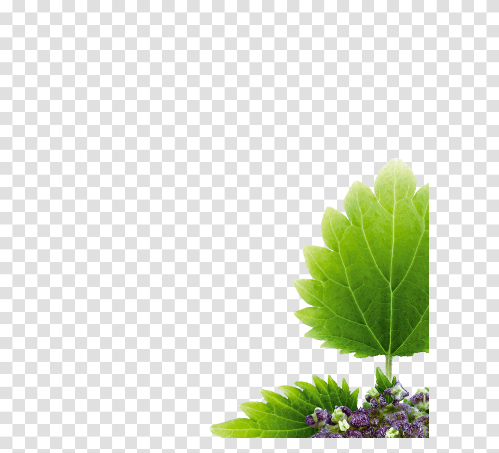Nettle, Nature, Leaf, Plant, Potted Plant Transparent Png
