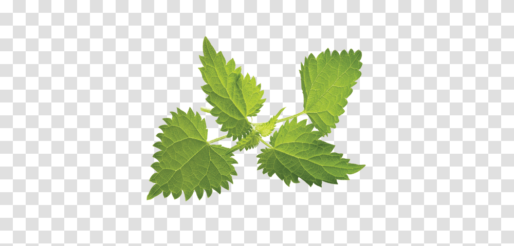 Nettle, Nature, Leaf, Plant, Vase Transparent Png