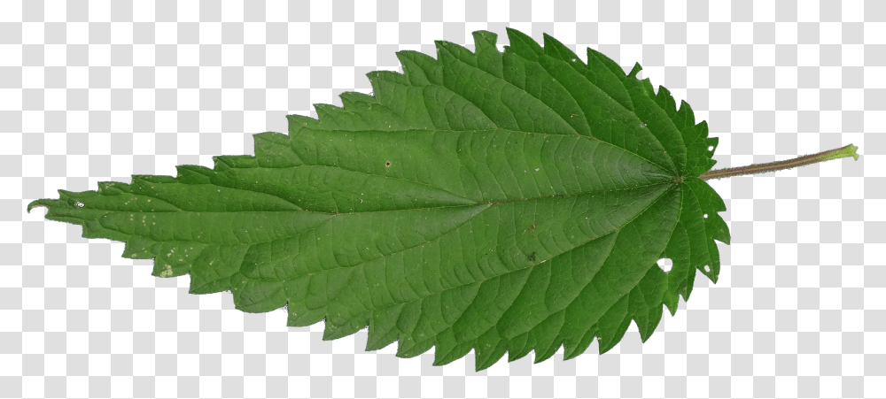 Nettle, Nature, Leaf, Plant, Veins Transparent Png
