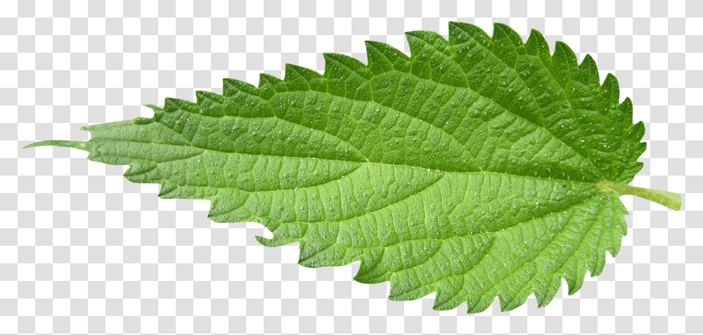 Nettle, Nature, Leaf, Plant, Veins Transparent Png