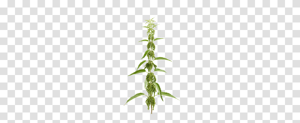 Nettle, Nature, Plant, Hemp, Weed Transparent Png