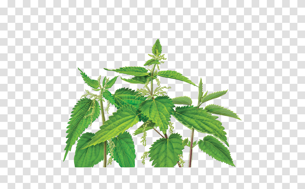 Nettle, Nature, Plant, Hemp, Weed Transparent Png