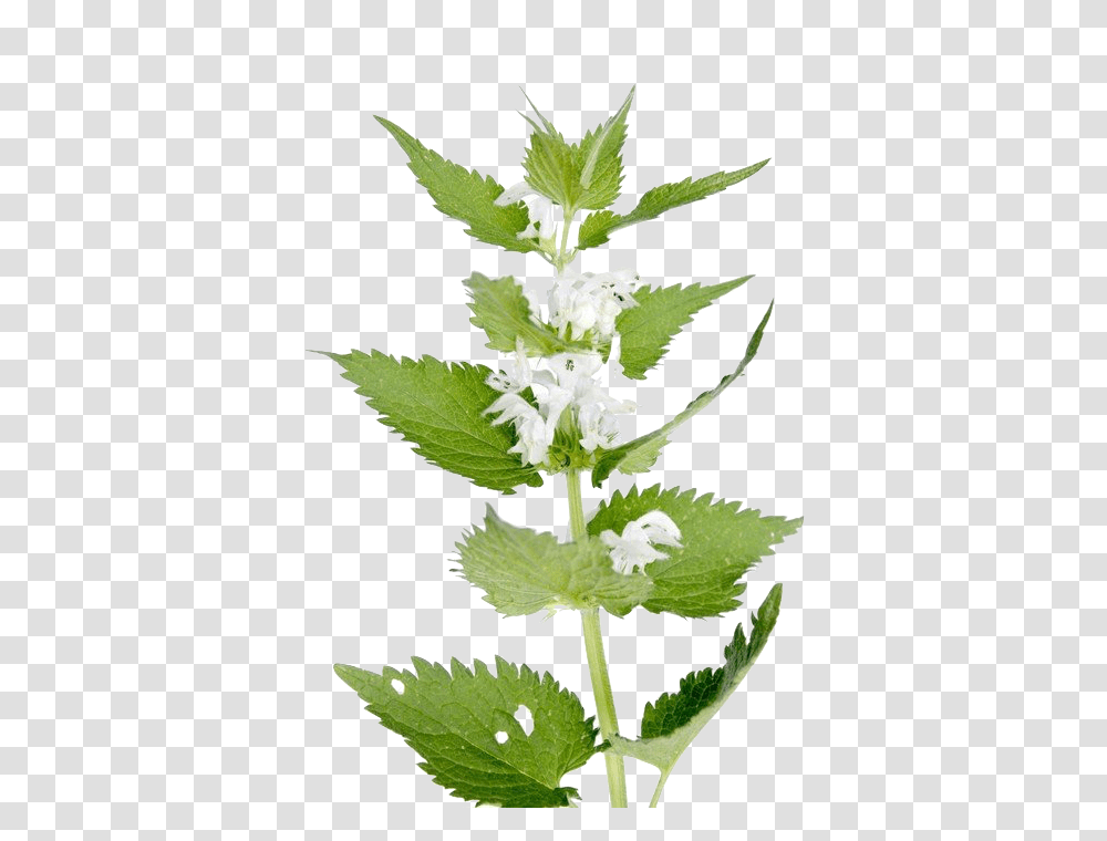 Nettle, Nature, Plant, Leaf, Flower Transparent Png