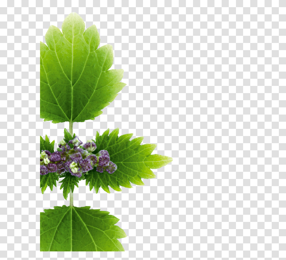 Nettle, Nature, Plant, Leaf, Potted Plant Transparent Png