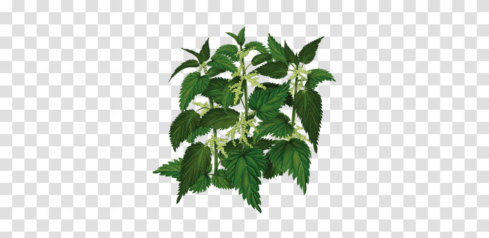 Nettle, Nature, Plant, Leaf, Potted Plant Transparent Png