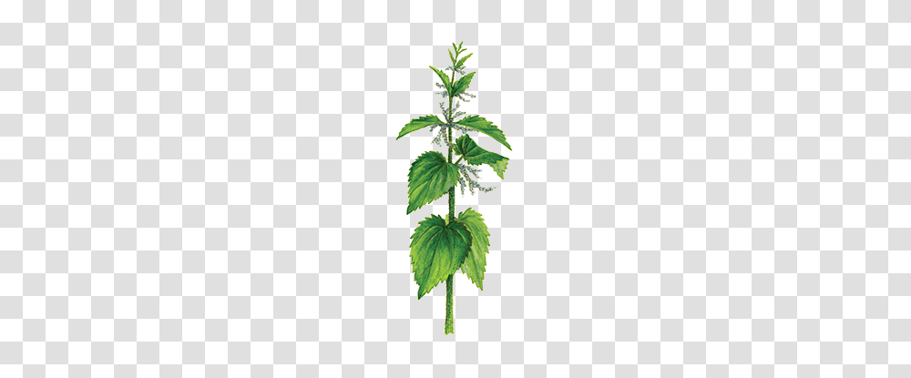 Nettle, Nature, Plant, Potted Plant, Vase Transparent Png