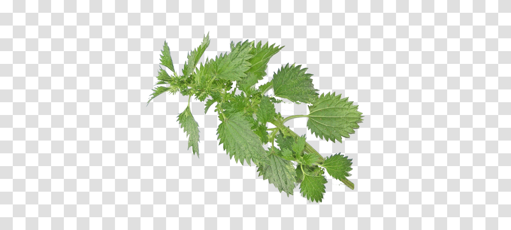 Nettle, Nature, Potted Plant, Vase, Jar Transparent Png