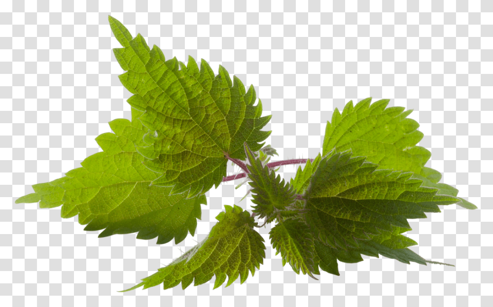 Nettle, Nature, Potted Plant, Vase, Jar Transparent Png