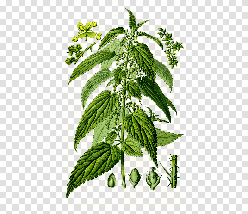 Nettle, Nature, Potted Plant, Vase, Jar Transparent Png