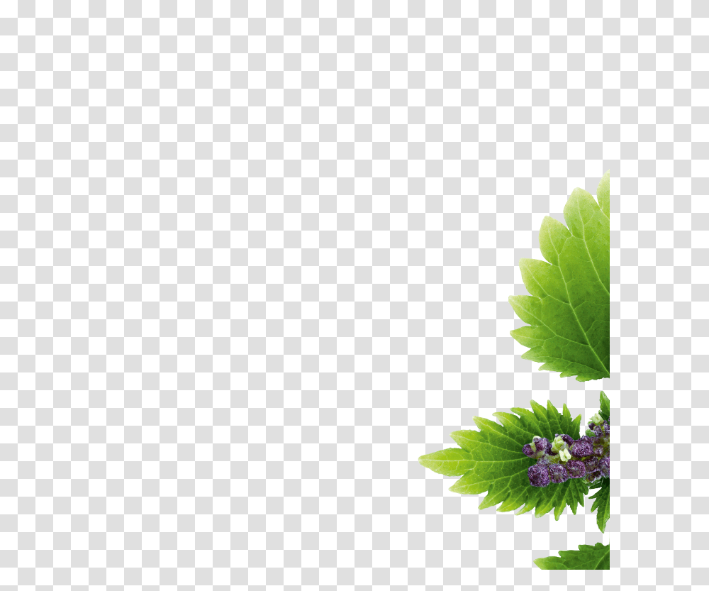 Nettle, Nature, Potted Plant, Vase, Jar Transparent Png