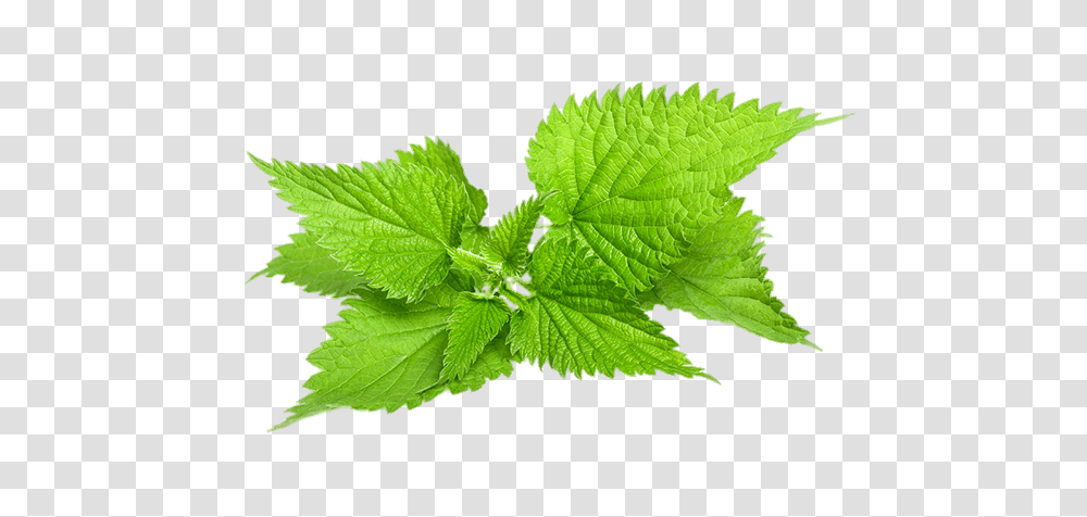 Nettle, Nature, Potted Plant, Vase, Jar Transparent Png