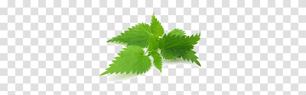 Nettle, Nature, Potted Plant, Vase, Jar Transparent Png