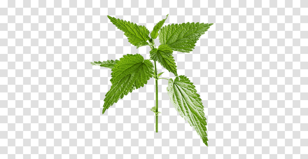 Nettle, Nature, Potted Plant, Vase, Jar Transparent Png