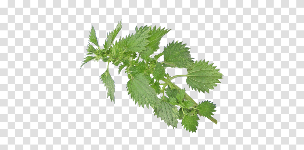 Nettle, Nature, Potted Plant, Vase, Jar Transparent Png