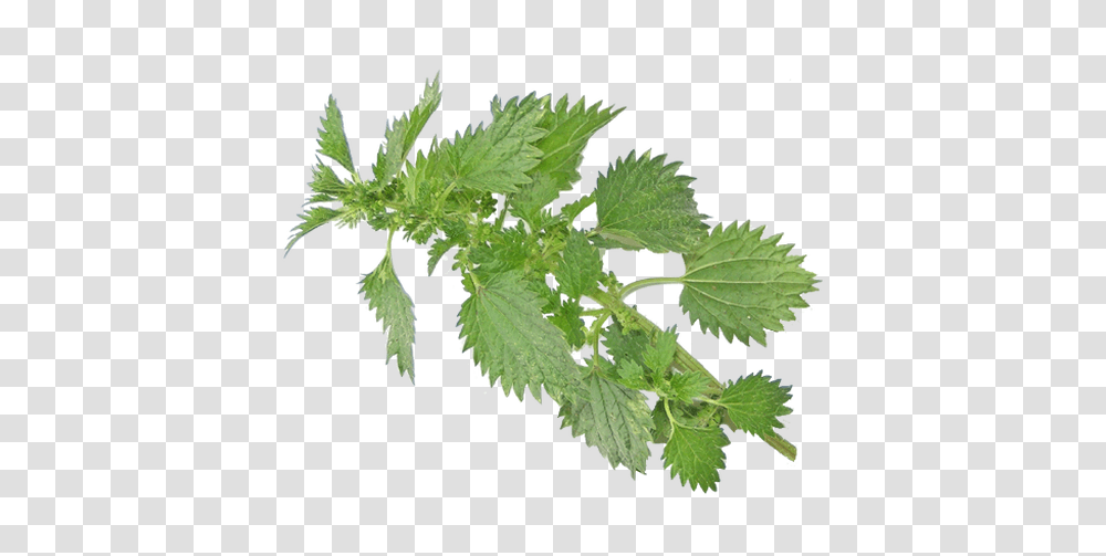 Nettle, Nature, Potted Plant, Vase, Jar Transparent Png