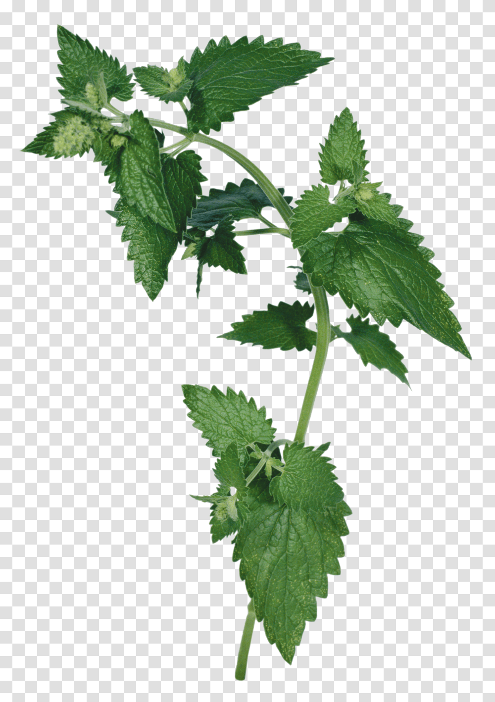 Nettle, Nature Transparent Png