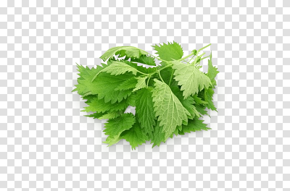 Nettle, Nature, Vase, Jar, Pottery Transparent Png