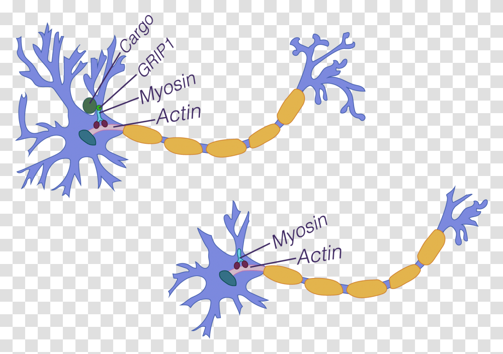 Neuron Branching With Grip1 Neuron Branching Without Biopsychology Structure Of A Neuron, Pattern, Machine, Paper Transparent Png