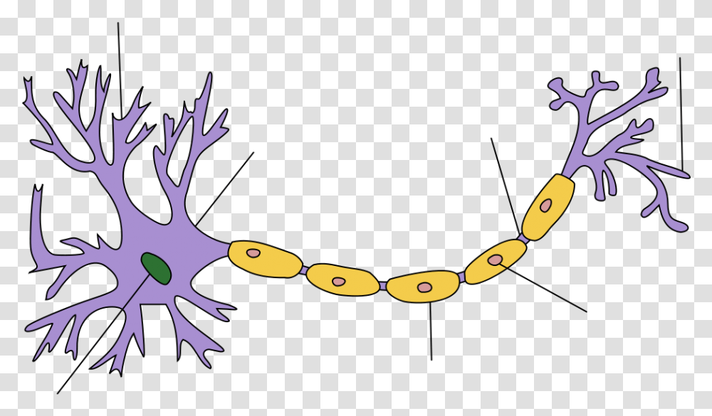 Neuron Clipart Body Cell Neuron Structure, Accessories, Accessory, Necklace, Jewelry Transparent Png