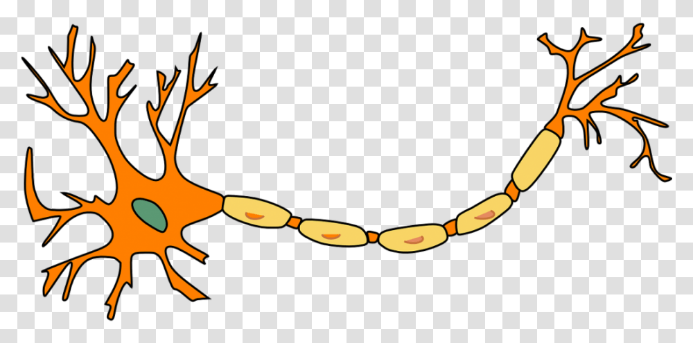 Neuron Nerve Cell Axon Dendrite Cell Biology Neuron Clip Art, Accessories, Accessory, Necklace, Jewelry Transparent Png